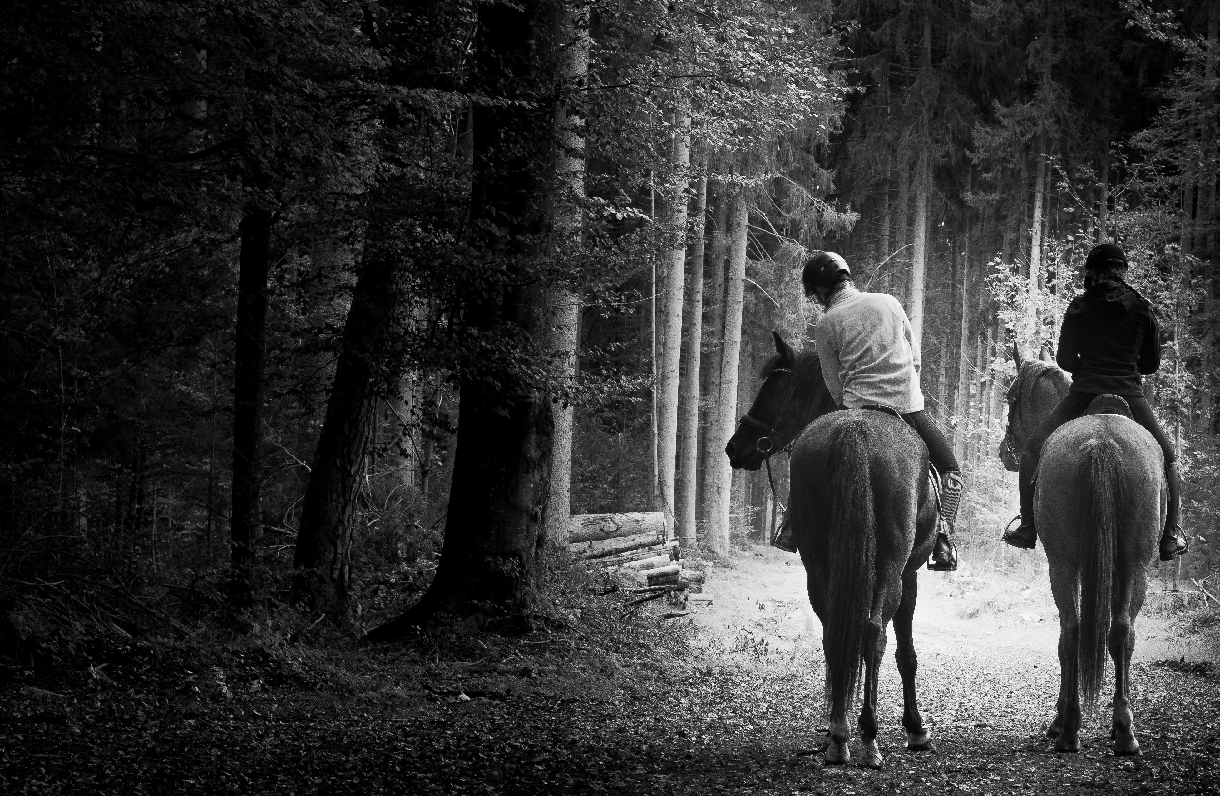 riding horses